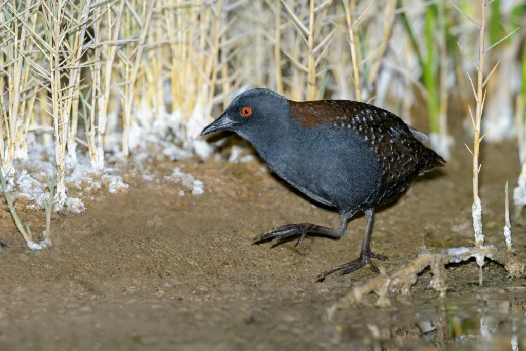 Black Rail. Photo by Agami Photo Agency/Shutterstock.