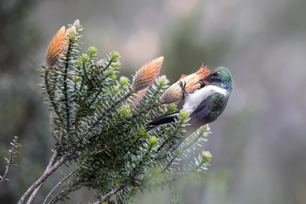 Blue-throated Hillstar feeding. Photo by James Muchmoore.
