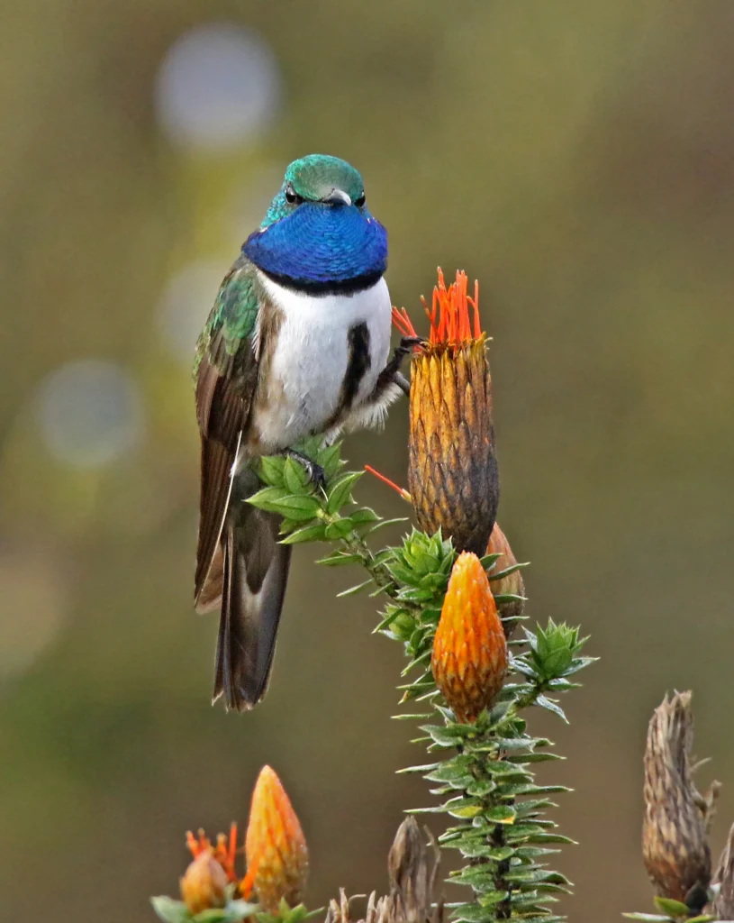 Blue-throated Hillstar. Photo by Roger Ahlman.