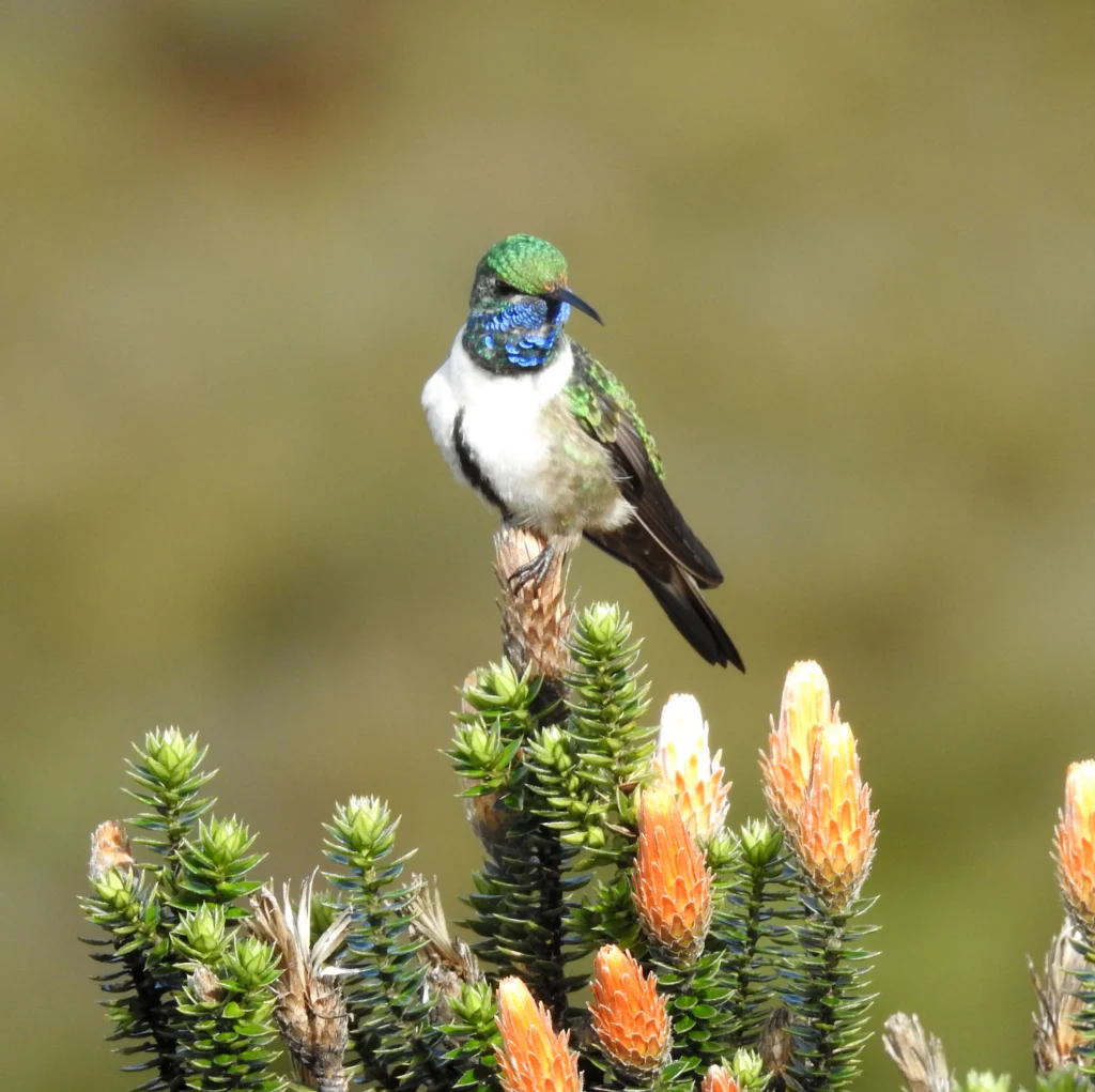 Blue-throated Hillstar. Photo by Michael Moens.