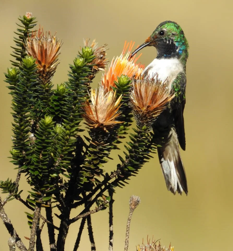 Blue-throated Hillstar feeding. Photo by Mario Pilataxi.