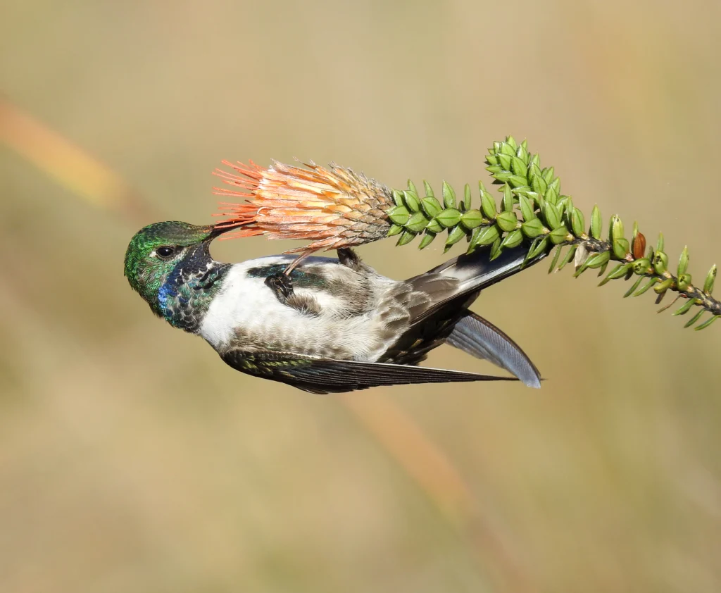 Blue-throated Hillstar feeding. Photo by Michael Moens.