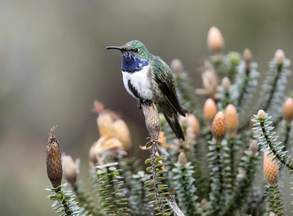 Blue-throated Hillstar. Photo by James Muchmoore.