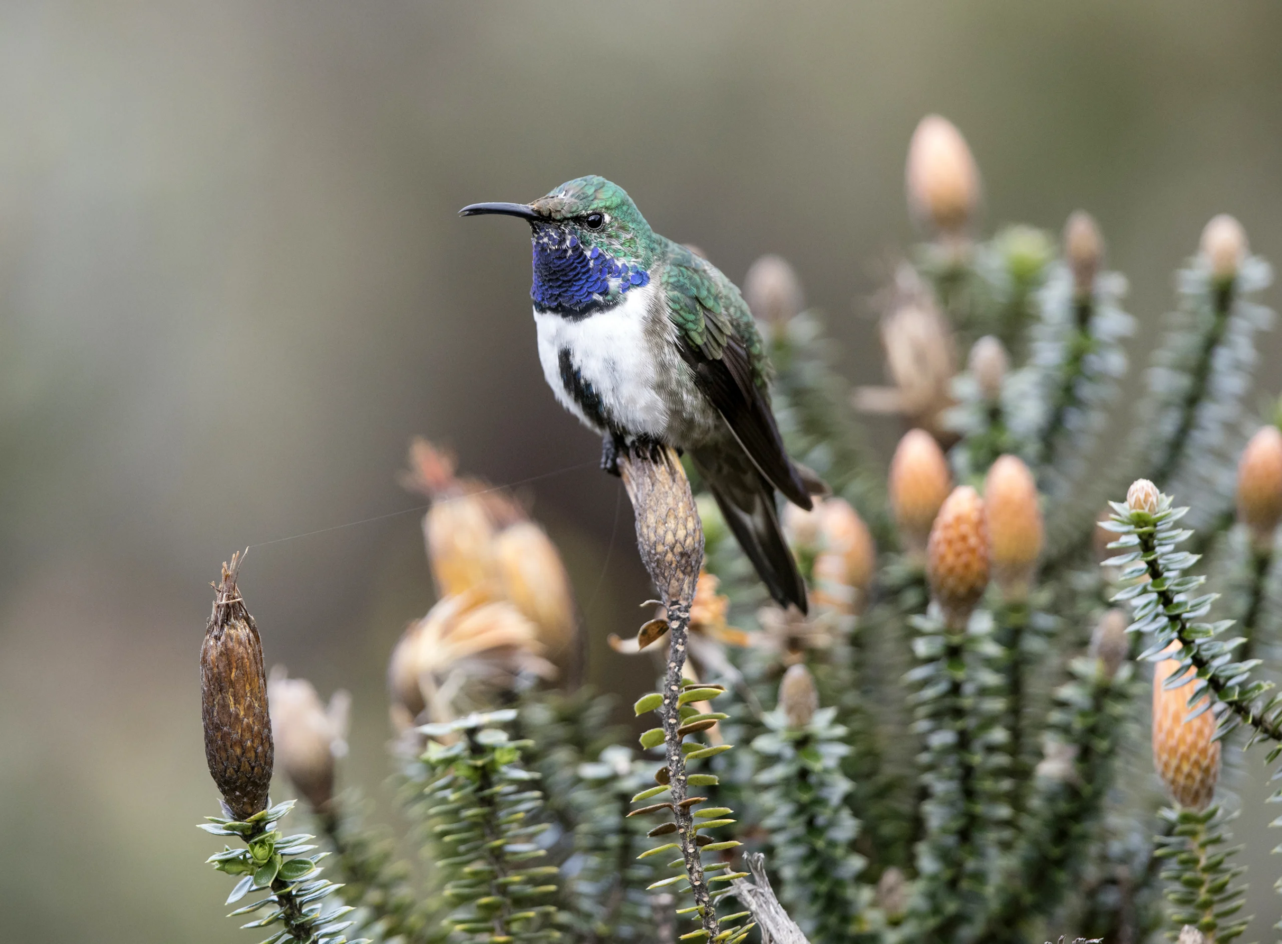 Blue-throated Hillstar. Photo by James Muchmoore.