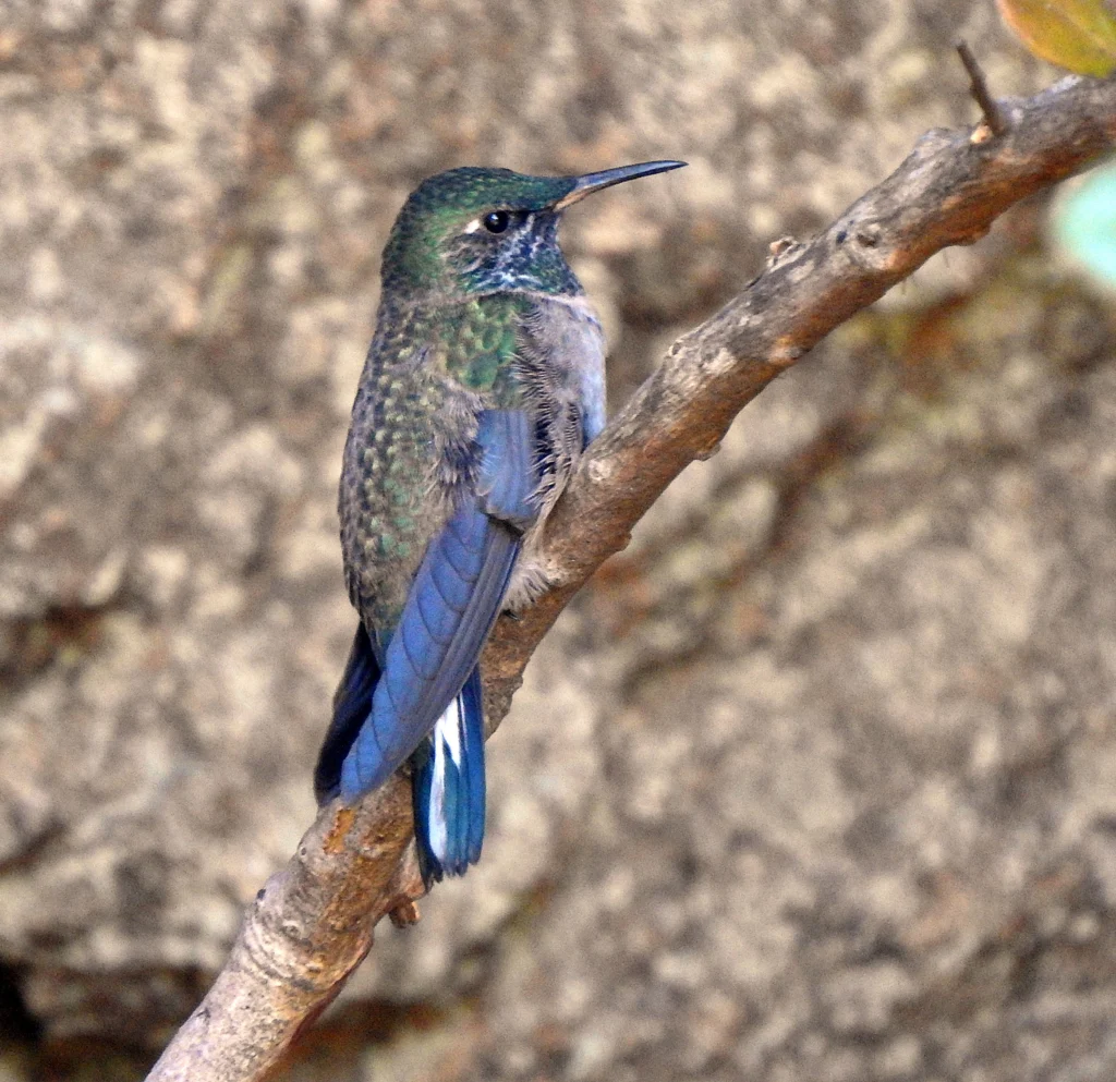 Blue-throated Hillstar immature male. Photo by Martin Schaefer.