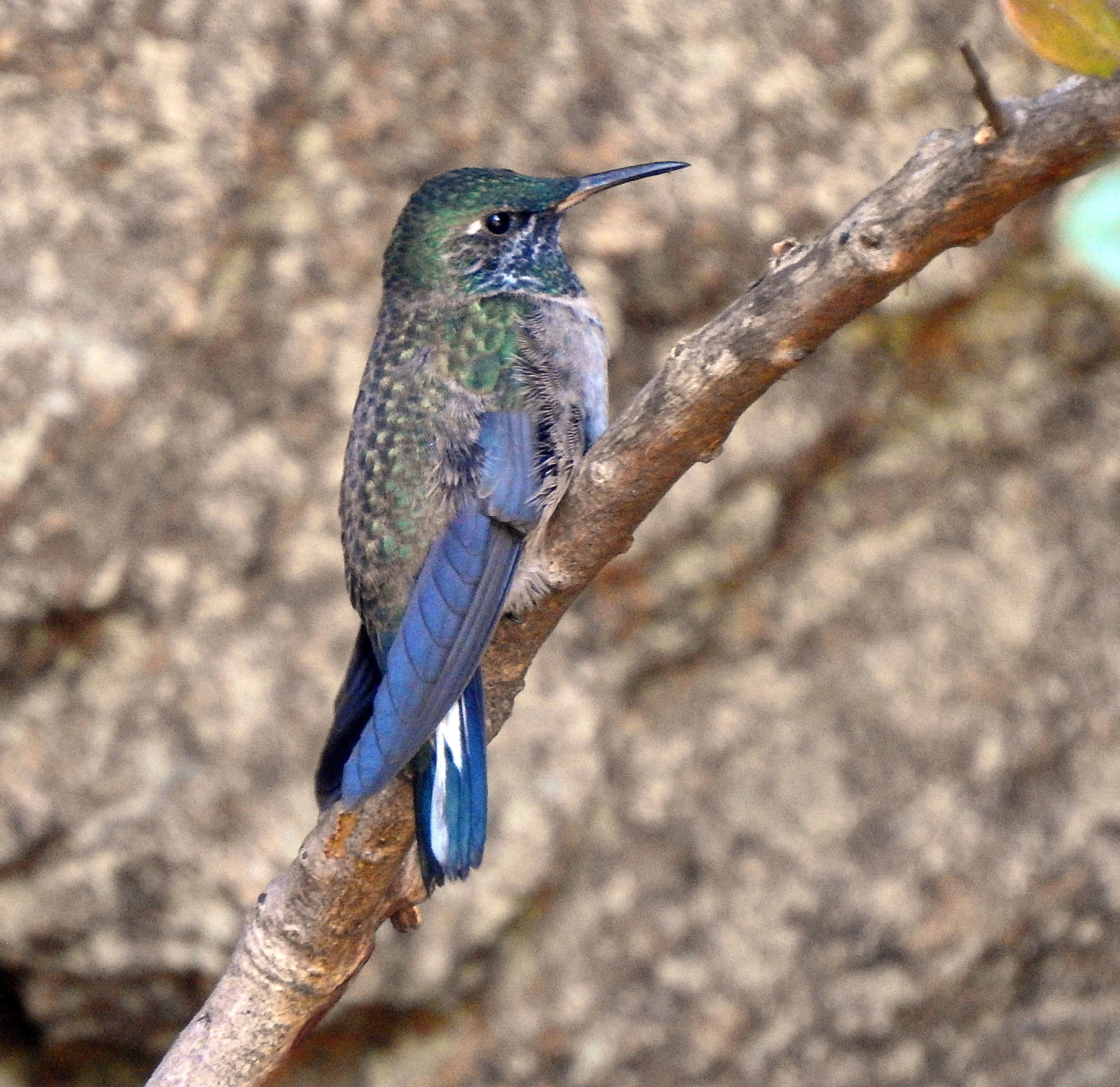 Blue-throated Hillstar immature male. Photo by Martin Schaefer.