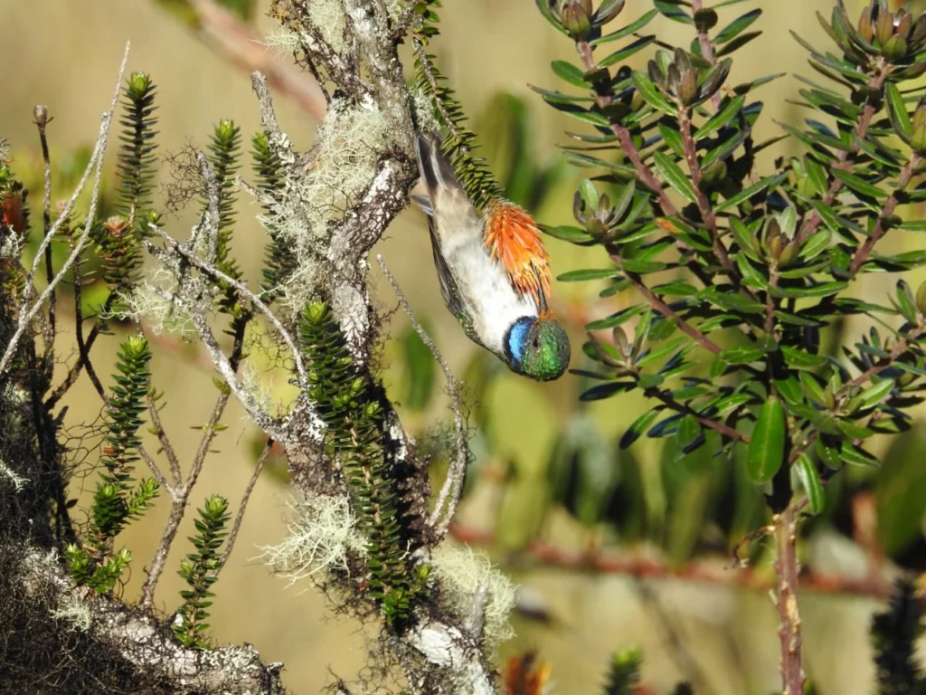 Blue-throated Hillstar. Photo by Mario Pilataxi.