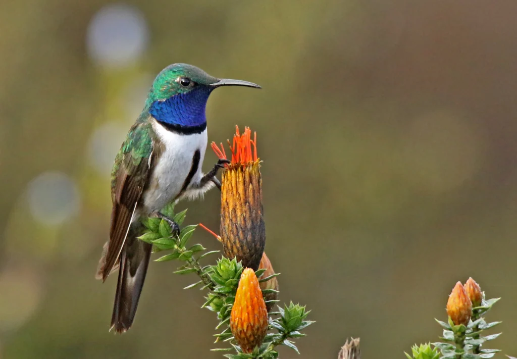 Blue-throated Hillstar. Photo by Roger Ahlman.