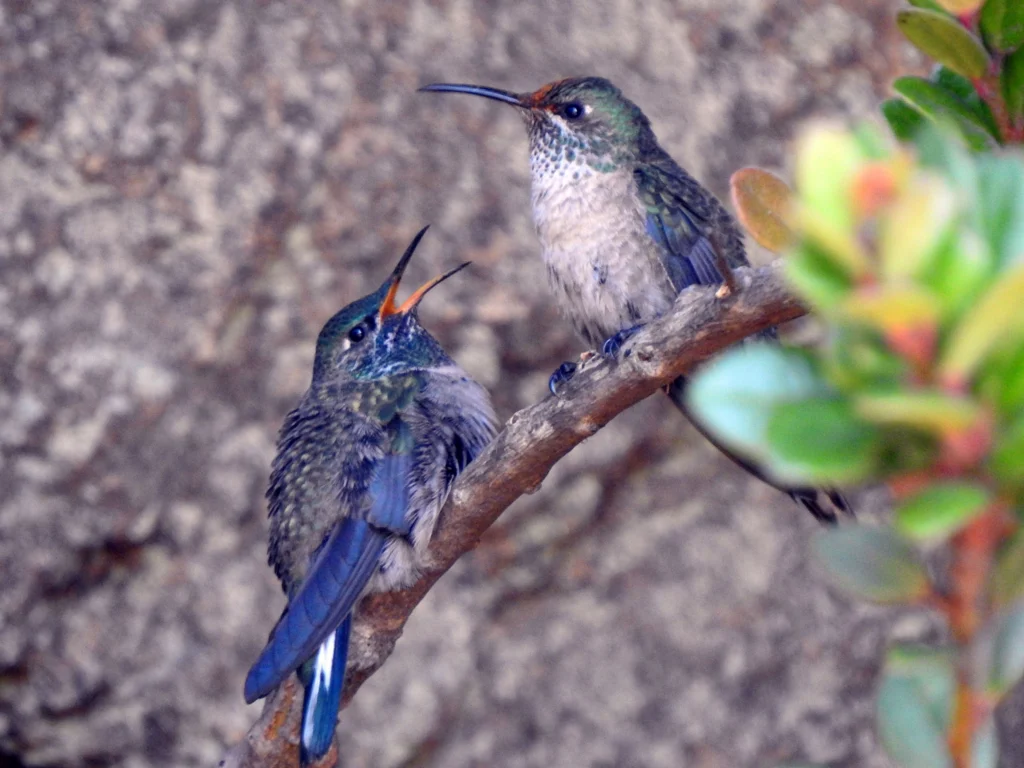 Blue-throated Hillstar female with juvenile. Photo by Martin Schaefer.