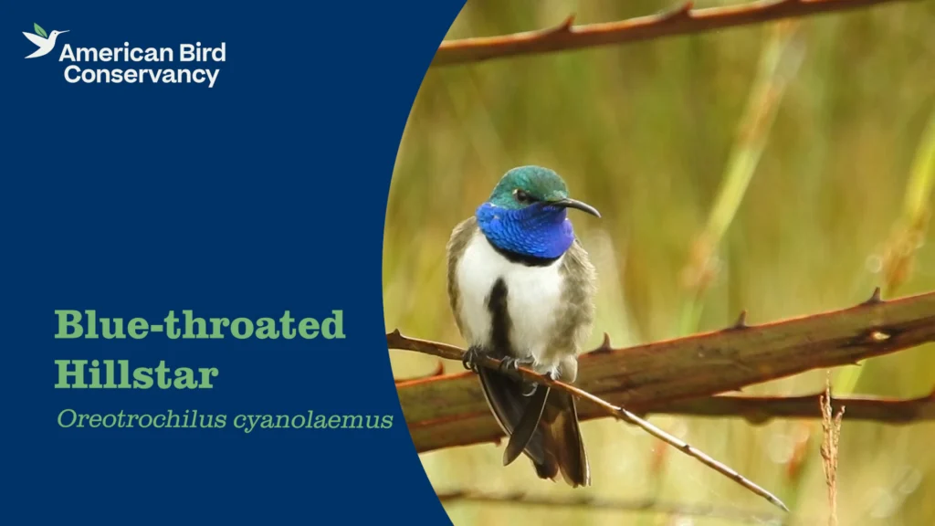 Blue-throated Hillstar YouTube Thumbnail
