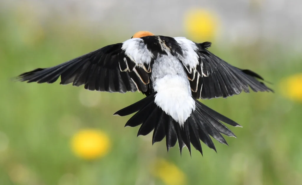 Bobolink male. Photo by David O. Hill.