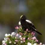 Bobolink male on crabapple flowers. Photo by Paul Rossi.