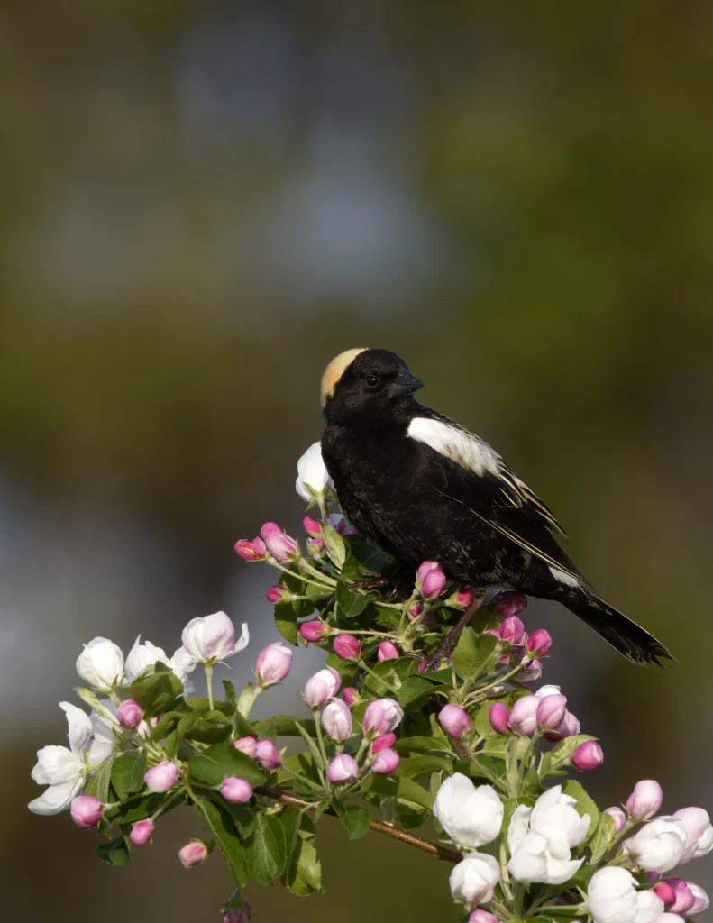 Bobolink male on crabapple flowers. Photo by Paul Rossi.