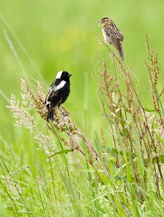 Bobolink pair. Photo by Kent Mason, USFWS.