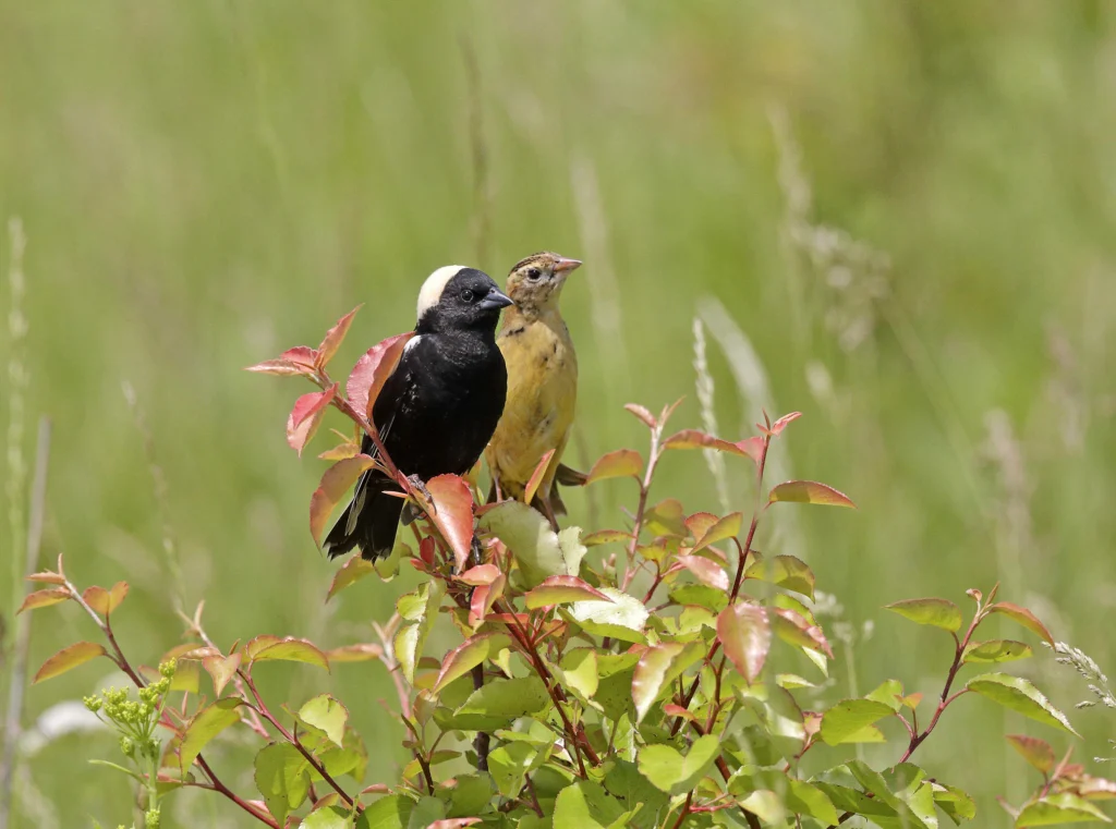 Bobolink pair. Photo by MTKhaled-mahmud, Shutterstock.