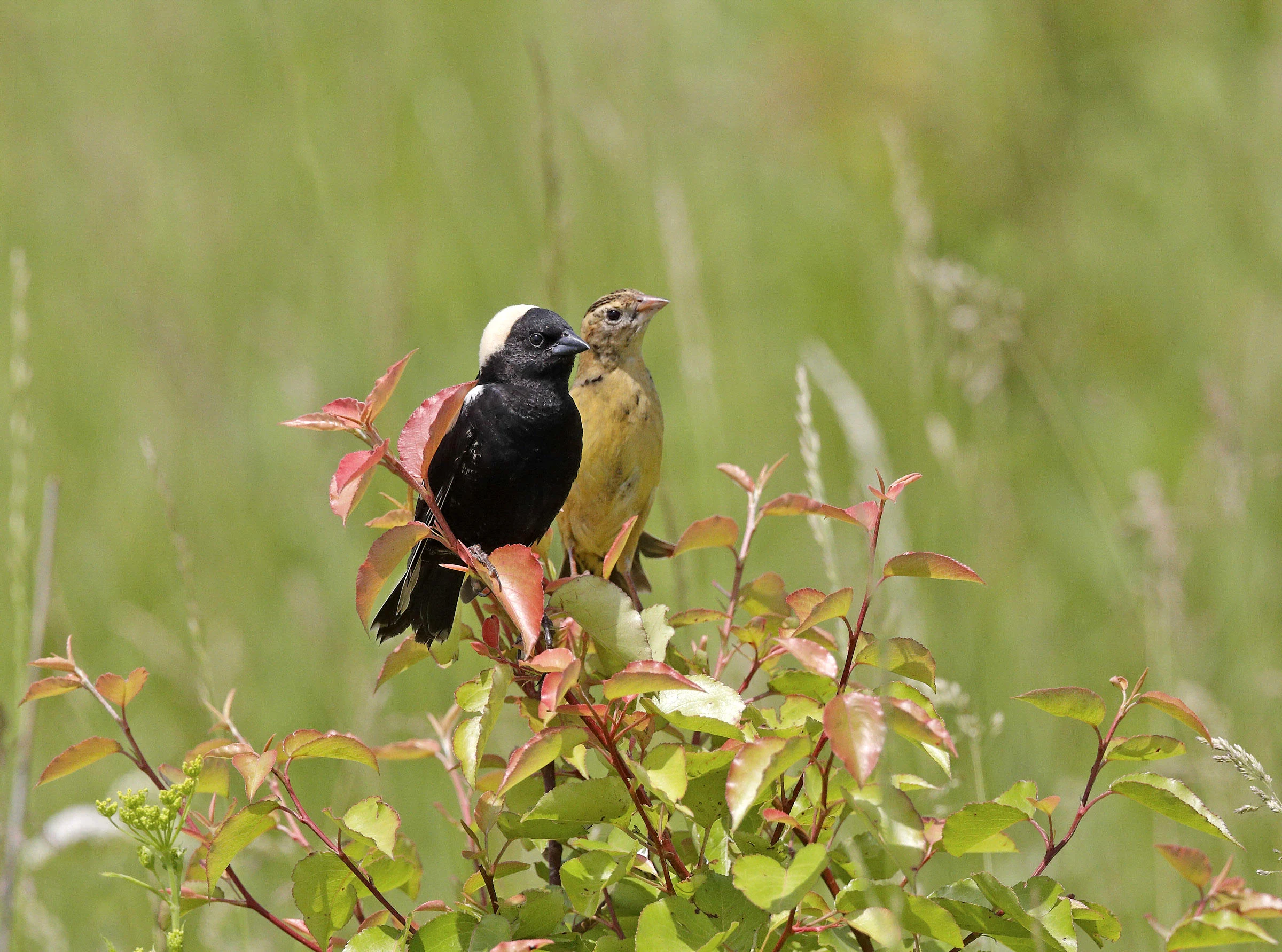 Bobolink pair. Photo by MTKhaled-mahmud, Shutterstock.