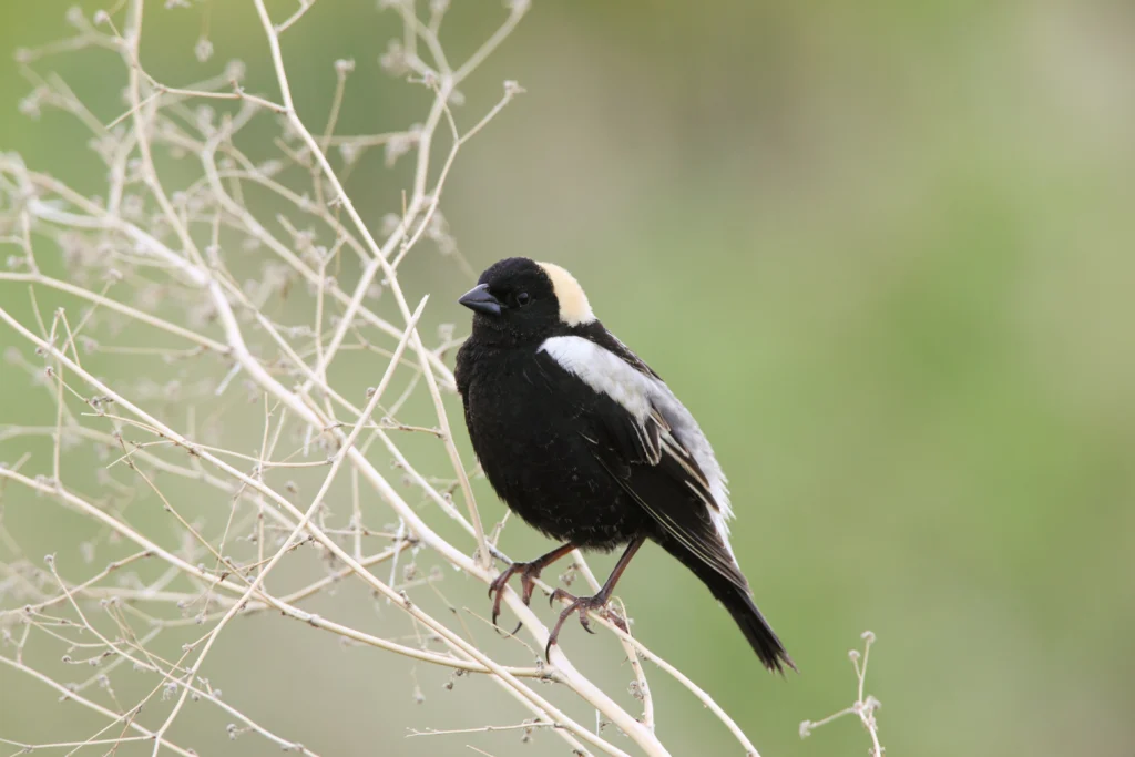 Bobolink. Photo by Scott Carpenter.