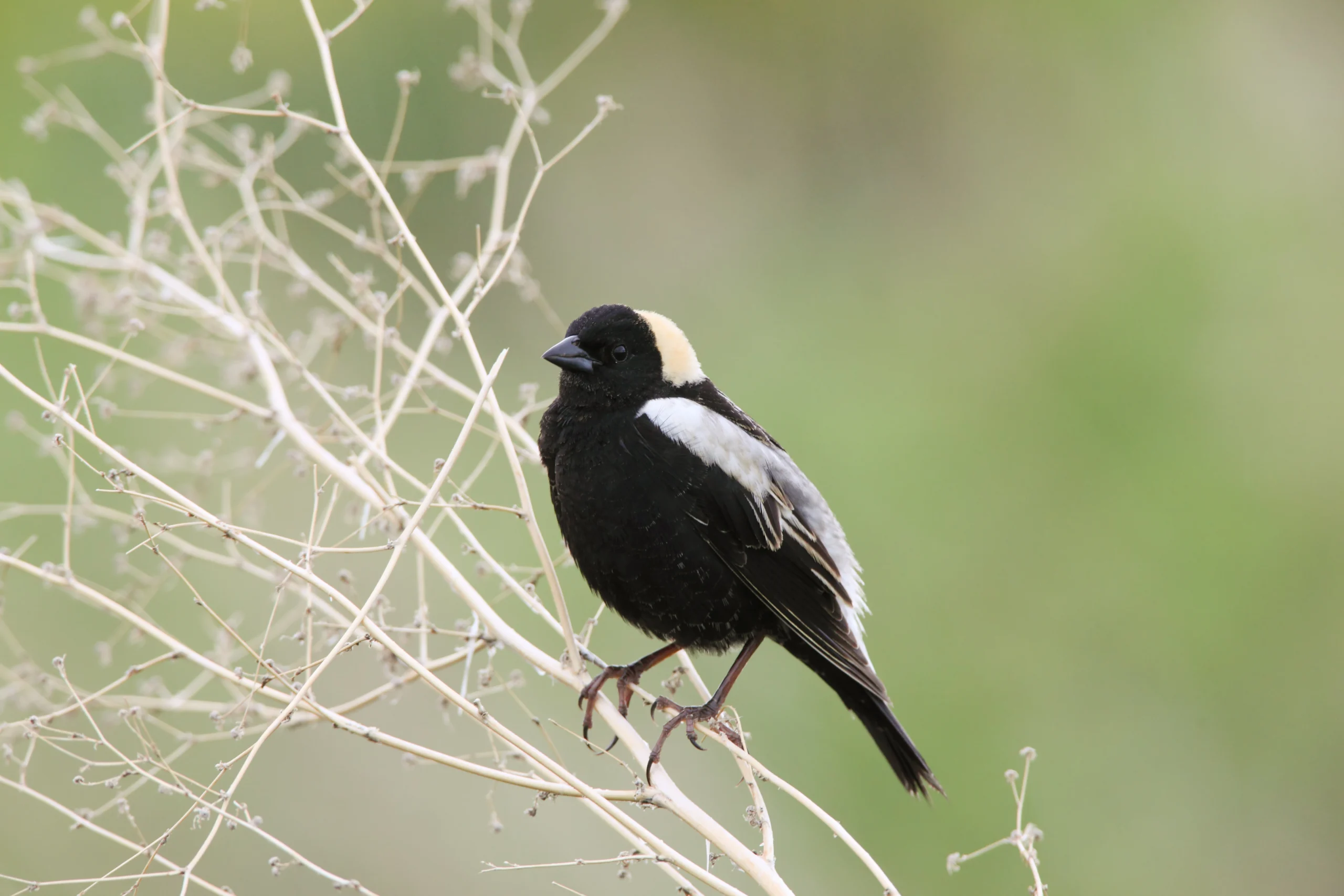 Bobolink. Photo by Scott Carpenter.