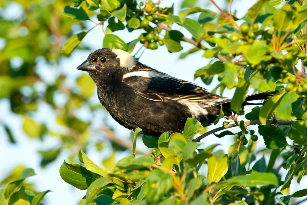 Bobolink. Photo by Paul Reeves Photography, Shutterstock.