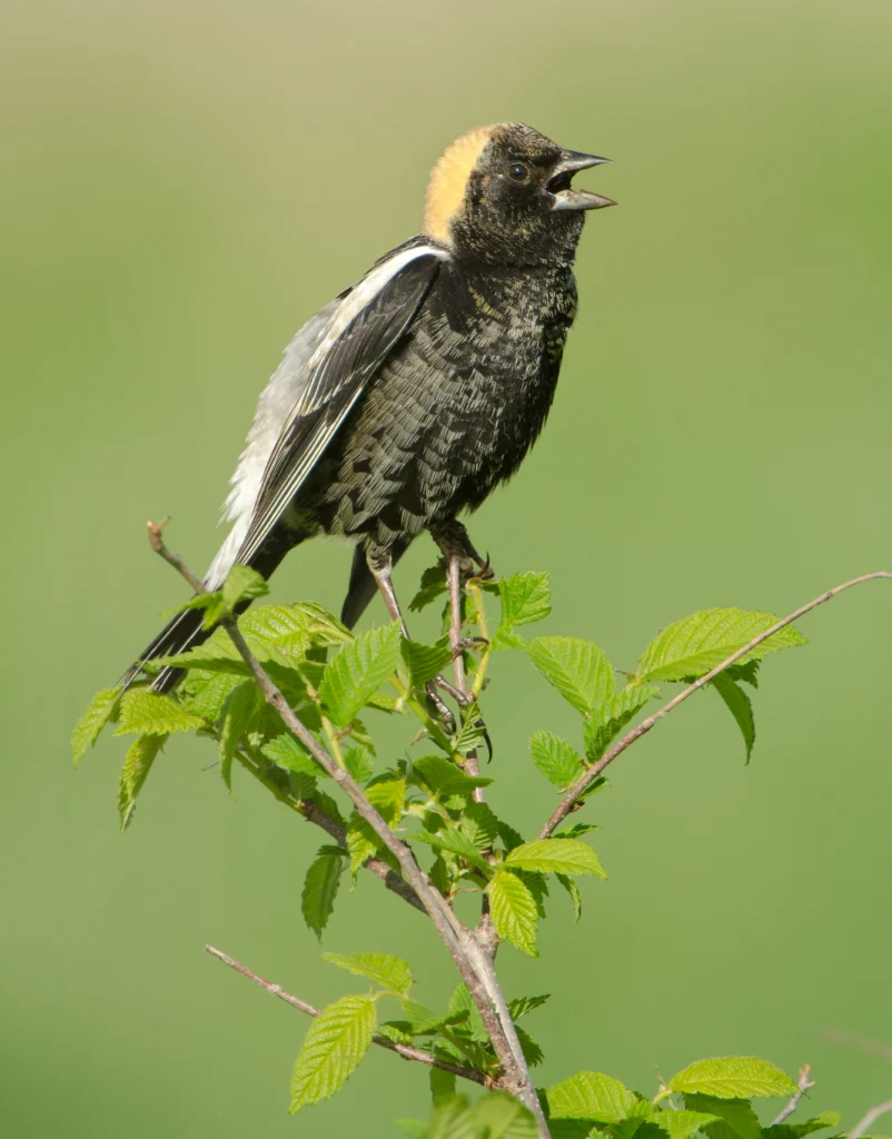 Bobolink male singing. Photo by Agnieszka Bacal, Shutterstock.