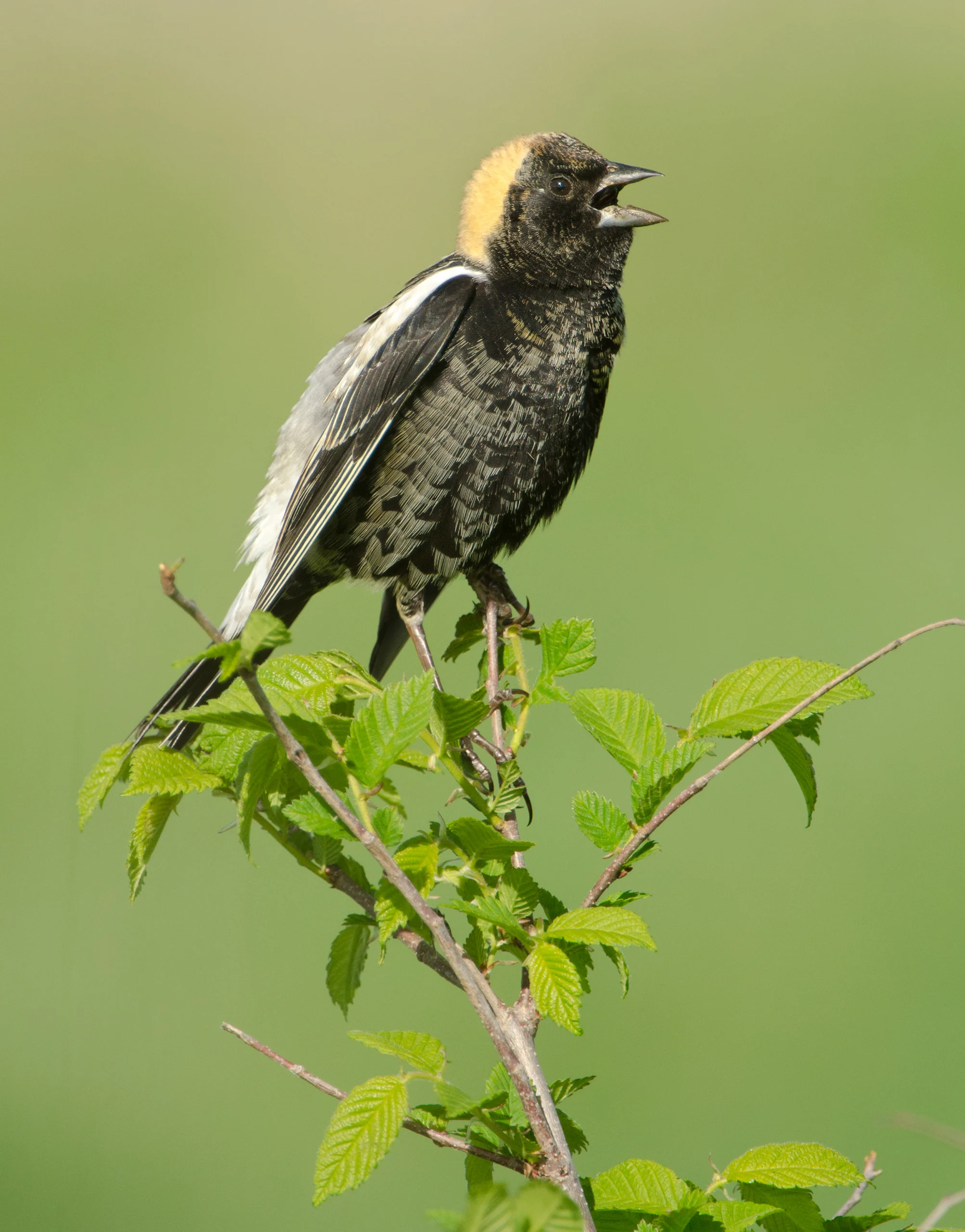 Bobolink male singing. Photo by Agnieszka Bacal, Shutterstock.