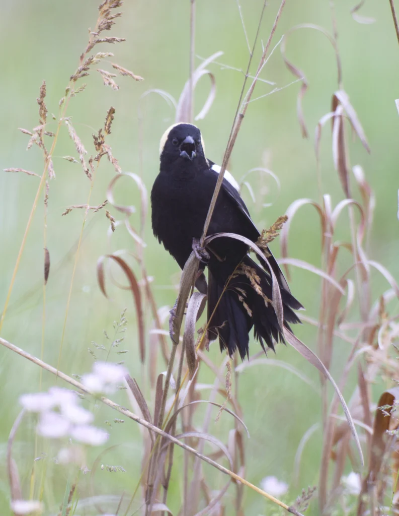 Bobolink (Dolichonyx oryzivorus) male singing in a New Jersey Grassland. Photo by Michael Stubblefield.