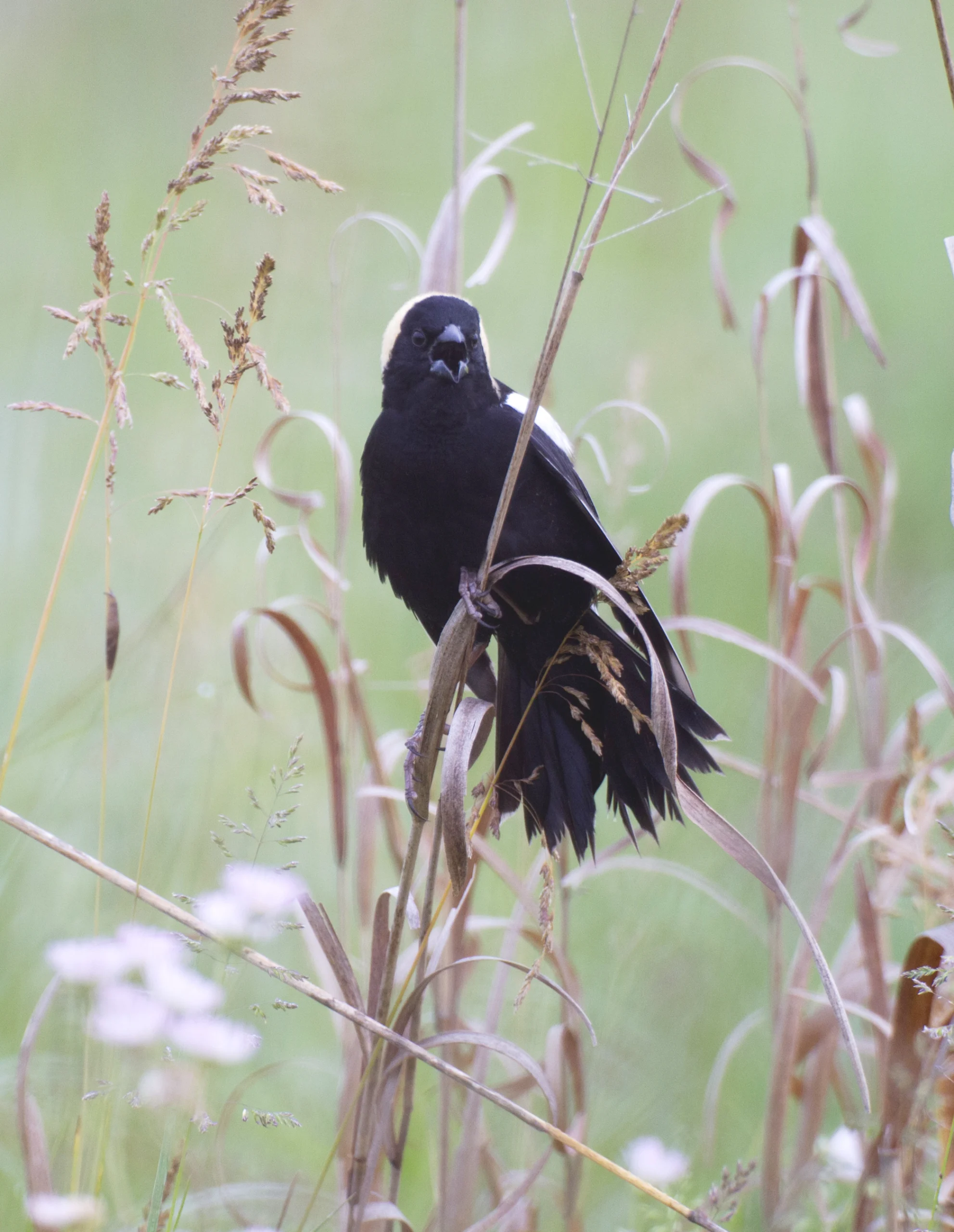 Bobolink (Dolichonyx oryzivorus) male singing in a New Jersey Grassland. Photo by Michael Stubblefield.