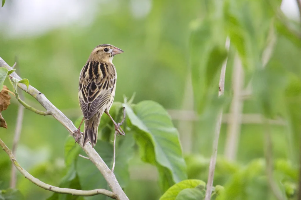 Bobolink female. Photo by Daniel Alarcon.