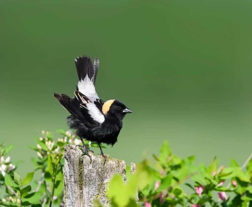 Bobolink. Photo by FotoRequest, Shutterstock.