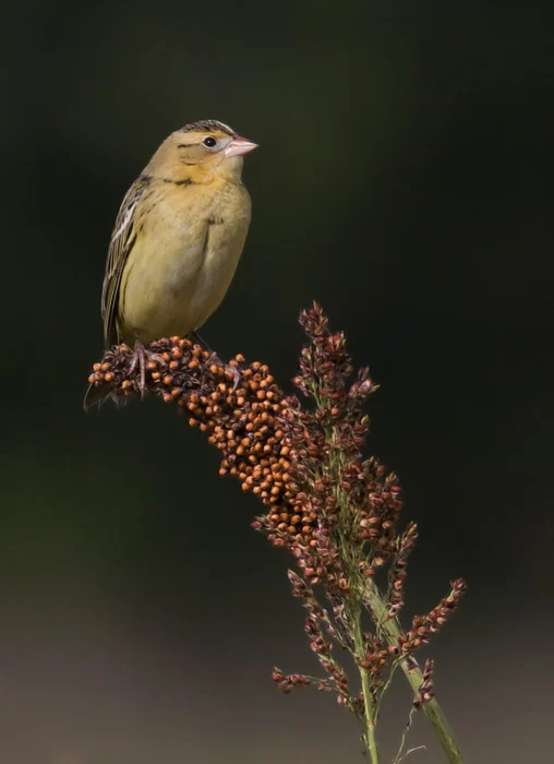 Bobolink female. Photo by Bill Hubick.