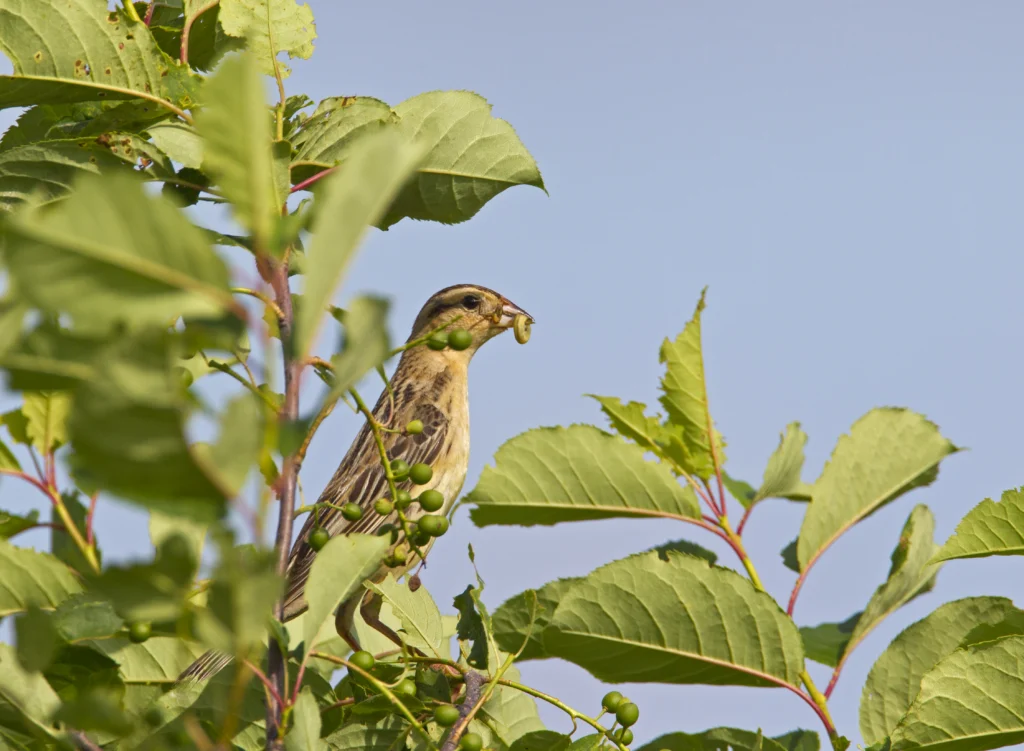 Bobolink female. Photo by Larry Master, masterimages.org.