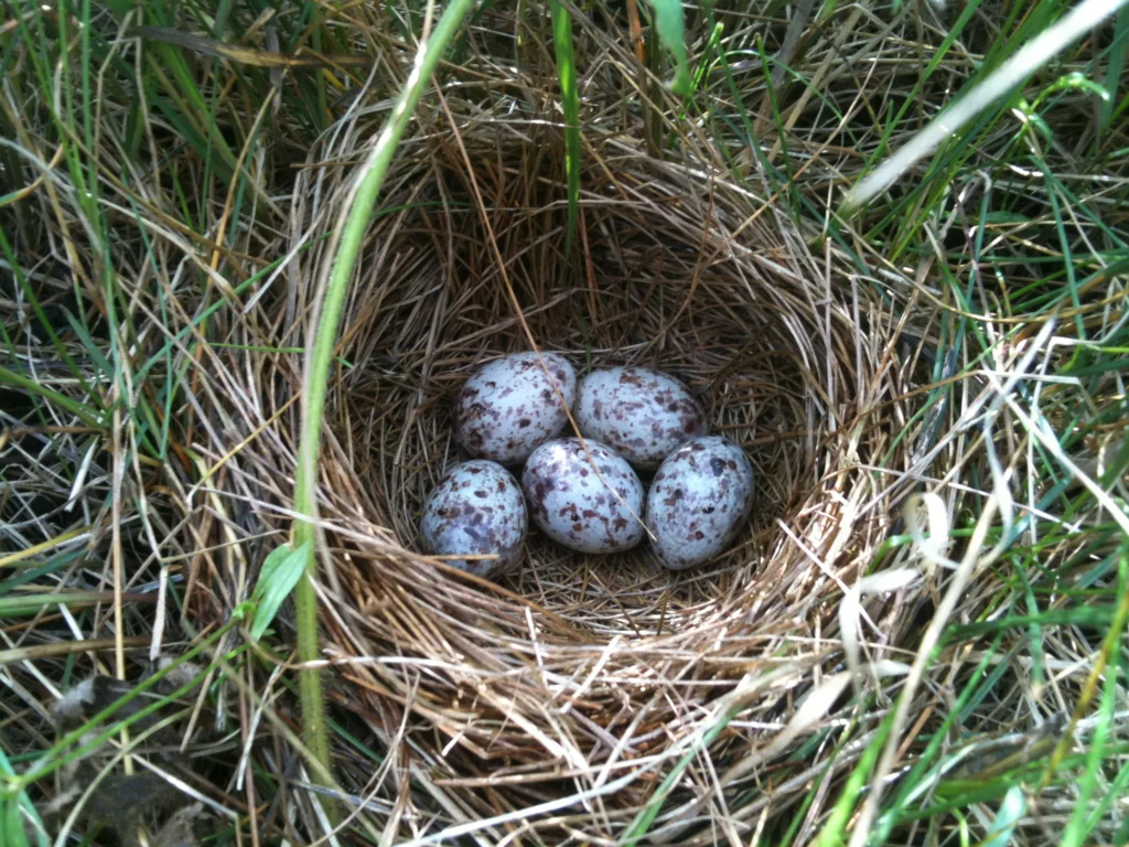 Bobolink nest with eggs. Photo by Larry Master, masterimages.org.