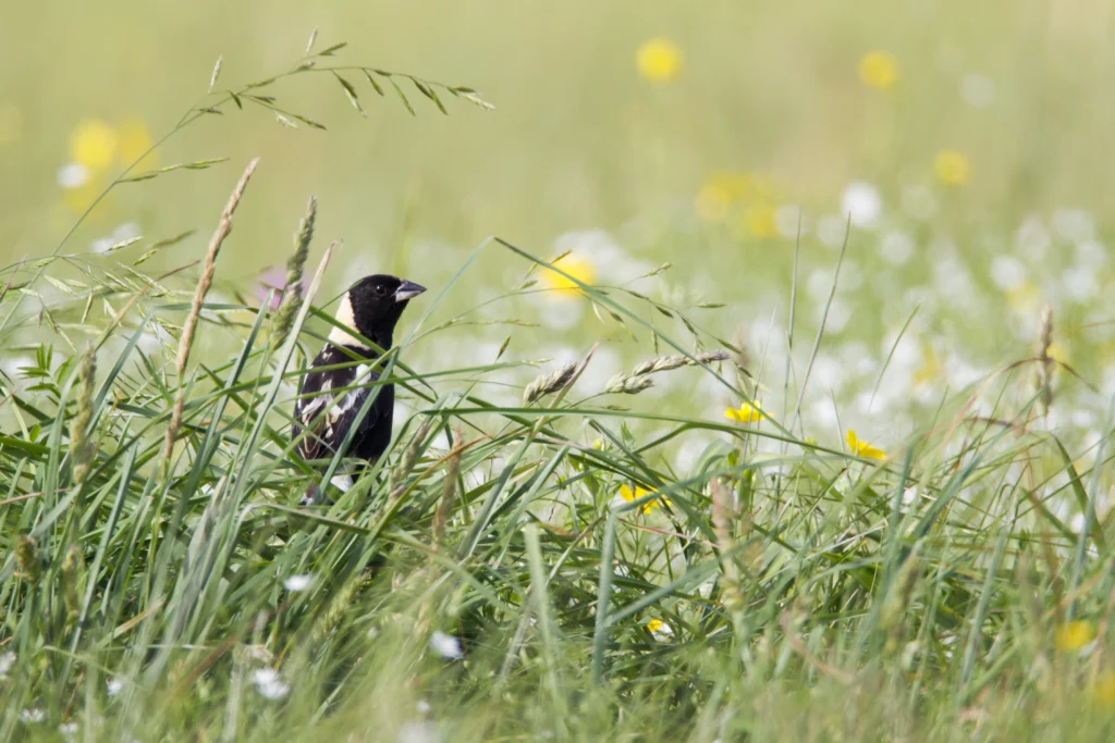Bobolink. Photo by Larry Master, masterimages.org.