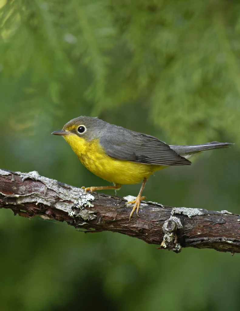 Canada Warbler. Photo by Paul Rossi.