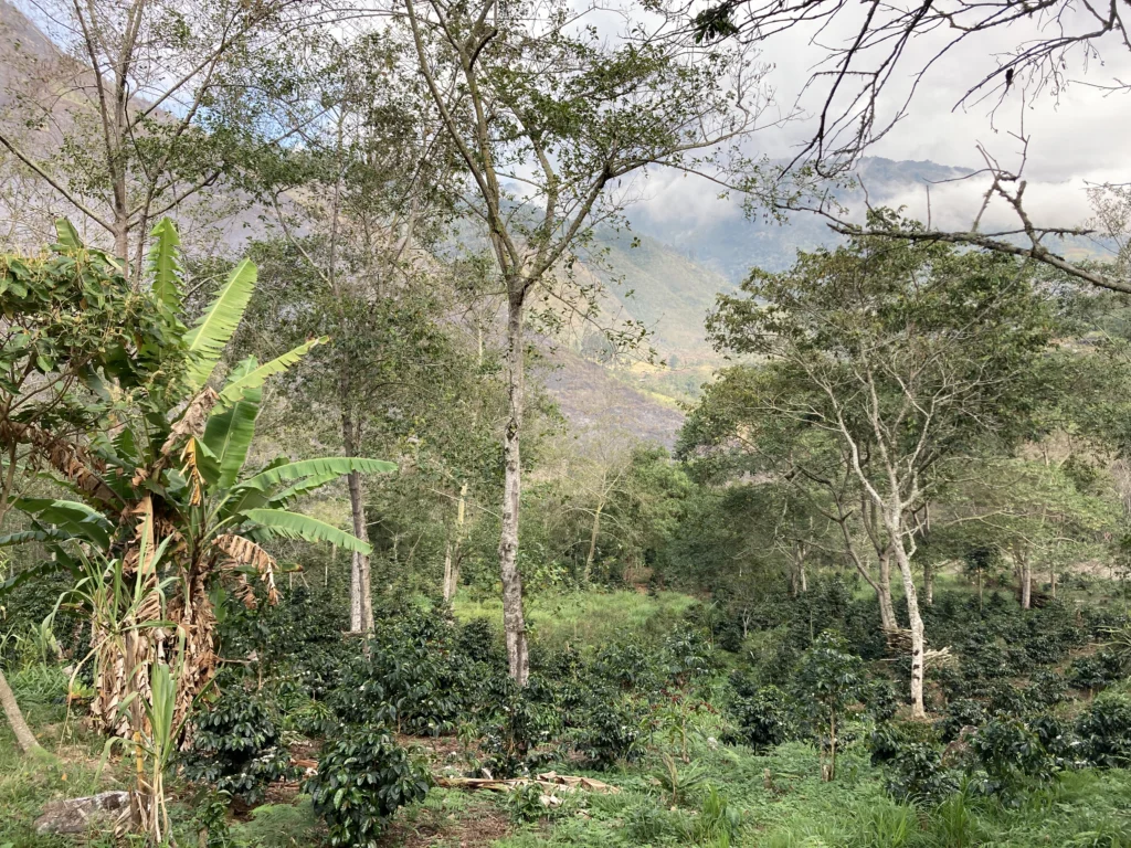 Coffee production in the Colán-Alto Mayo BirdScape. Photo by Annie Hawkinson.