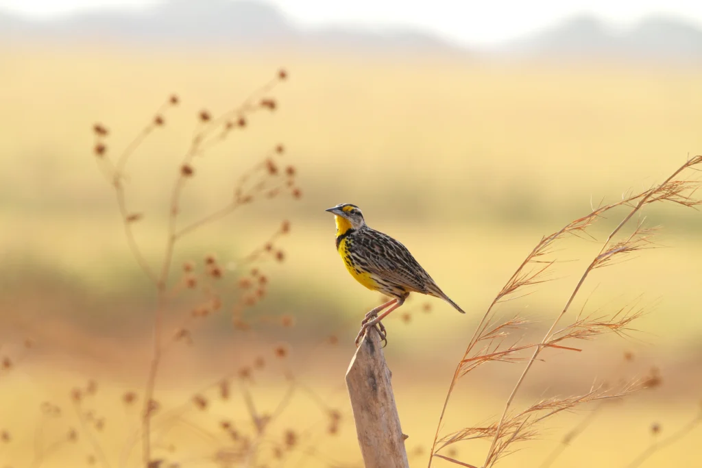 An Eastern Meadowlark perched on a post with a field in the background. Meadowlarks benefit from conservation programs funded by the Farm Bill.