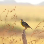 An Eastern Meadowlark perched on a post with a field in the background. Meadowlarks benefit from conservation programs funded by the Farm Bill.