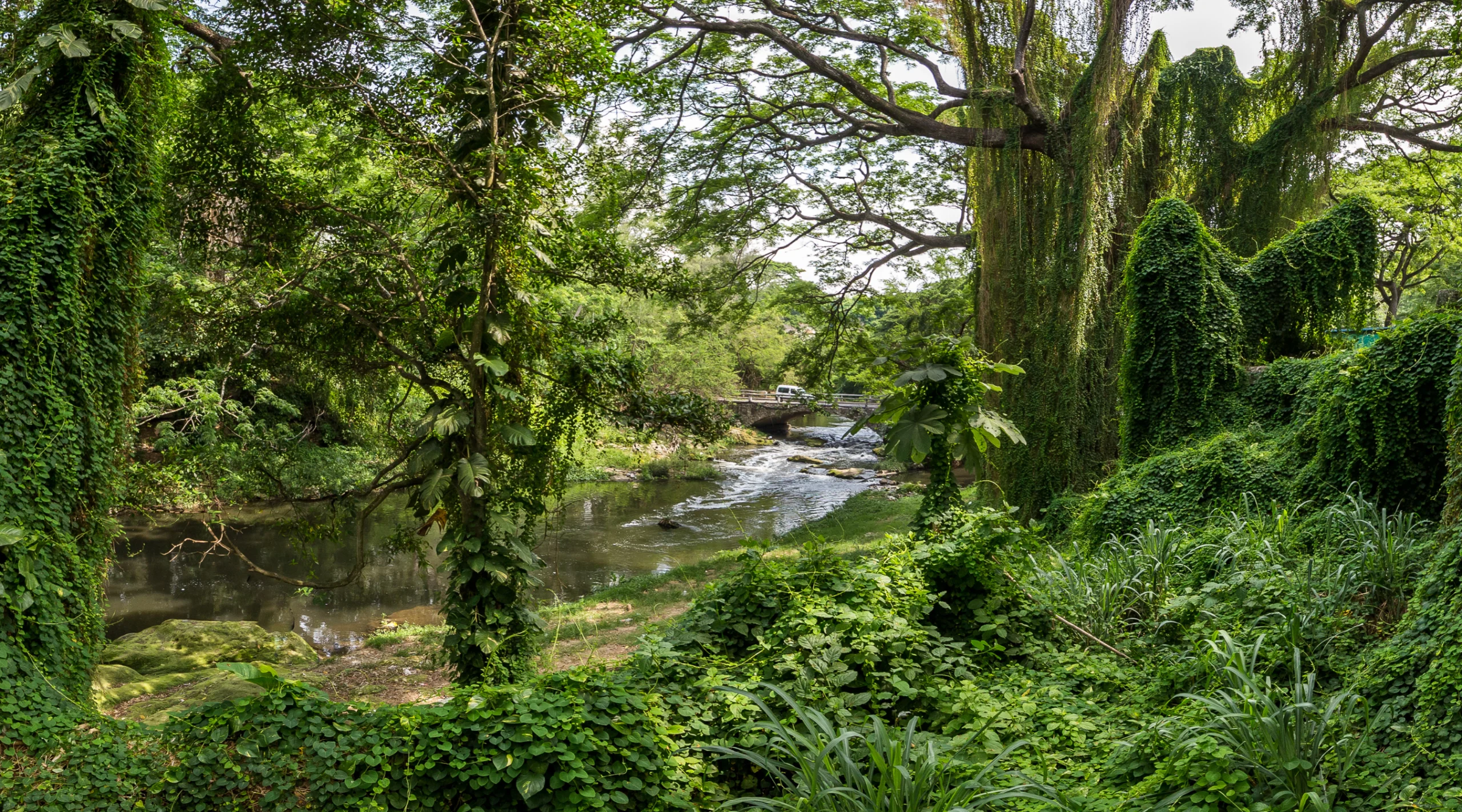 Havana Forest, Cuba. Photo by Kaszojad, Getty Images.