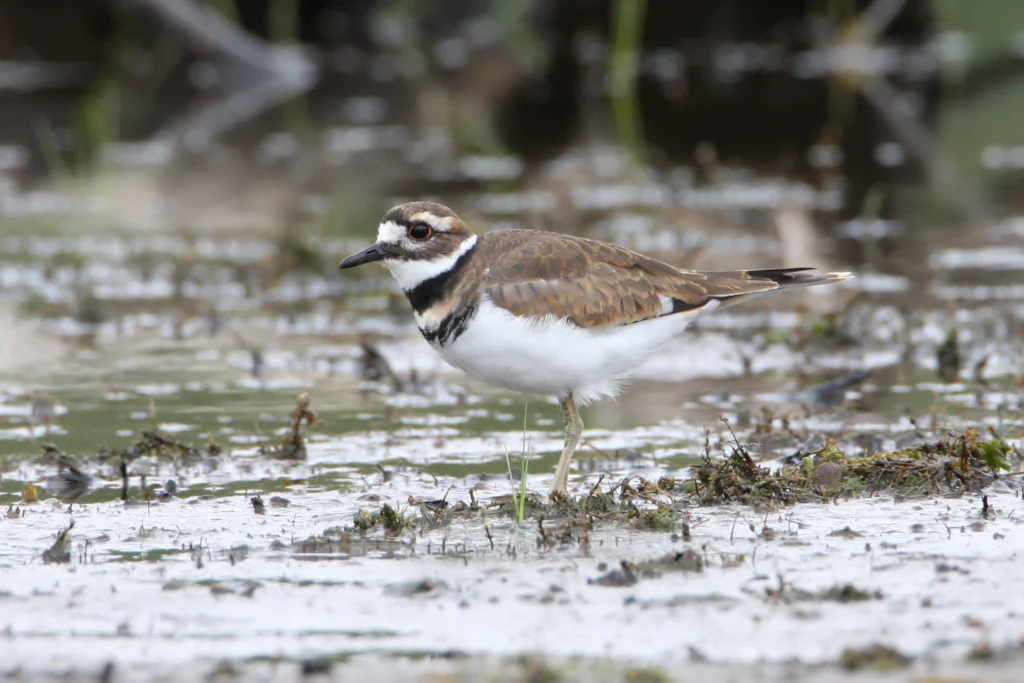 Killdeer. Photo by Larry Master, masterimages.org