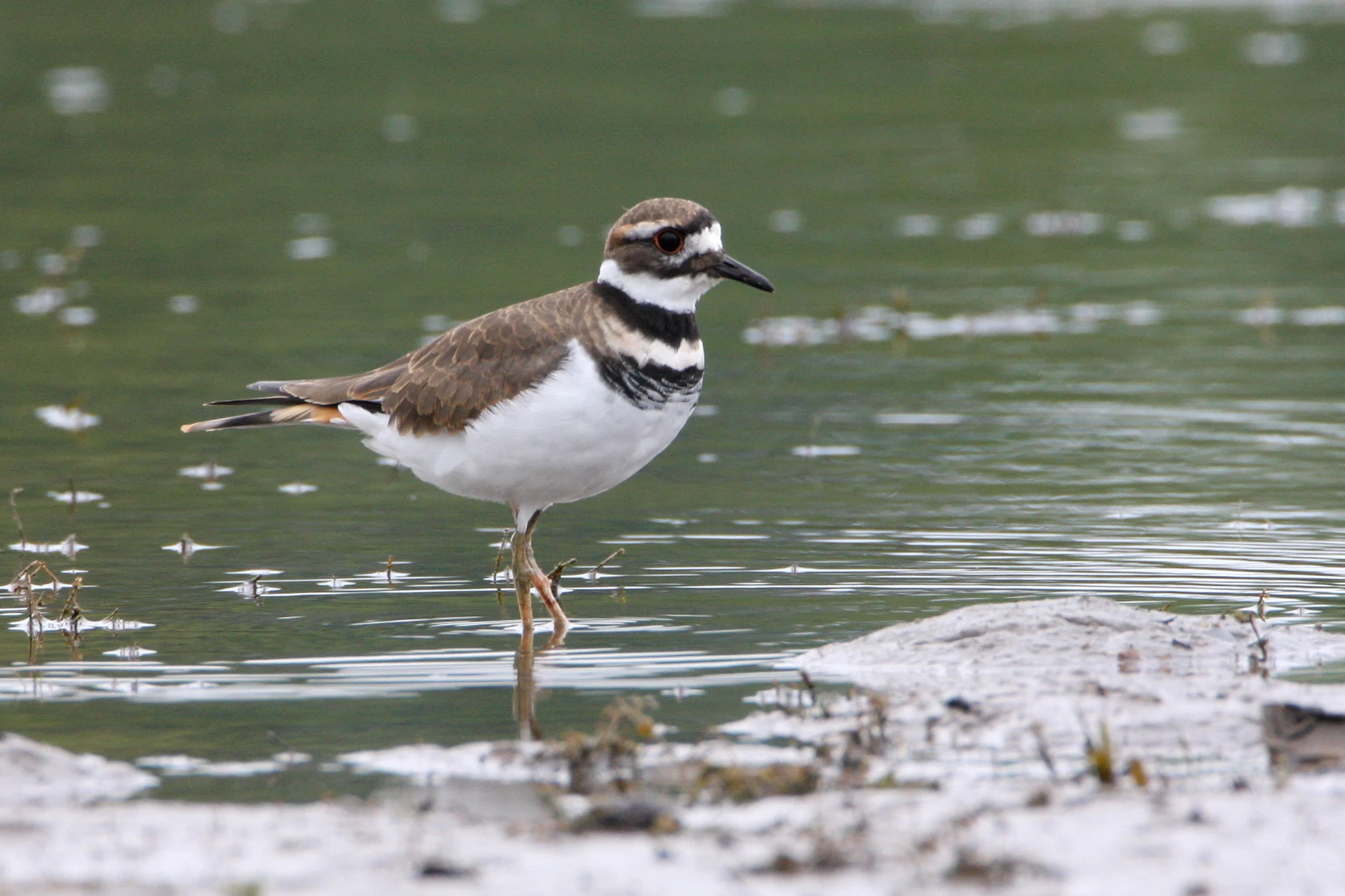 Killdeer. Photo by Larry Master, masterimages.org