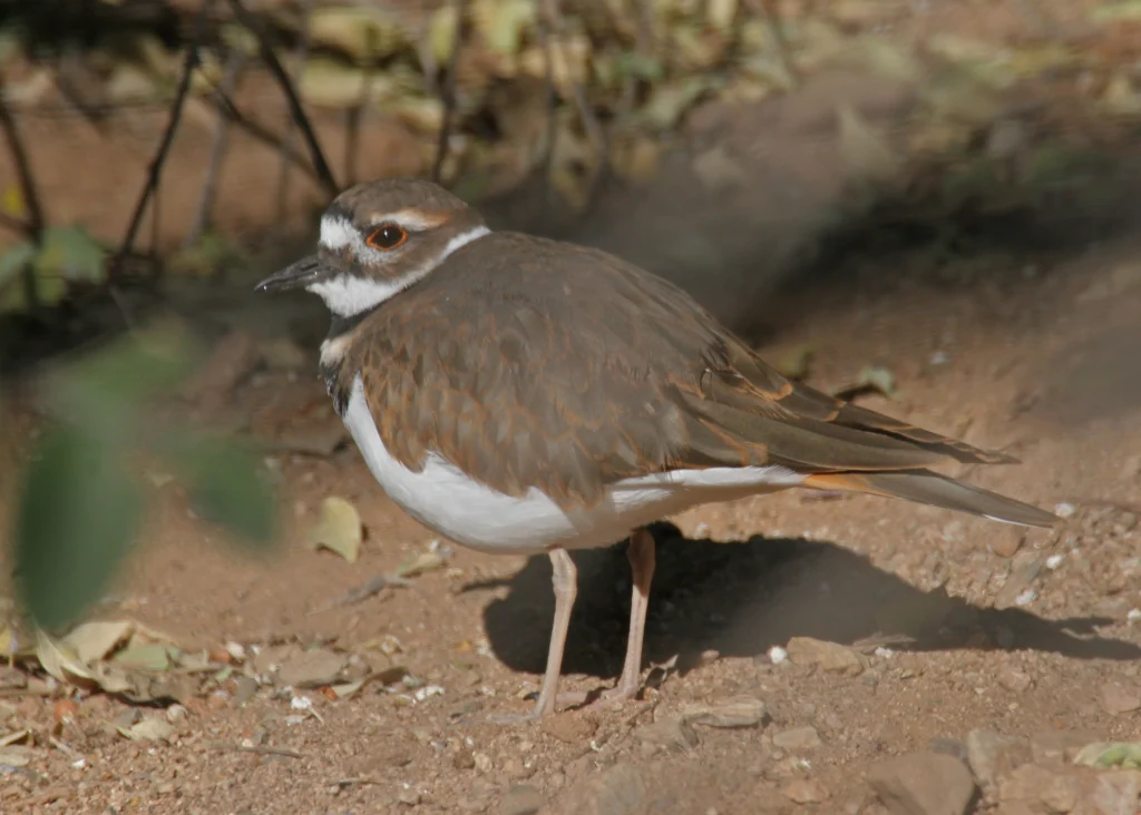 Killdeer. Photo by Larry Master, masterimages.org