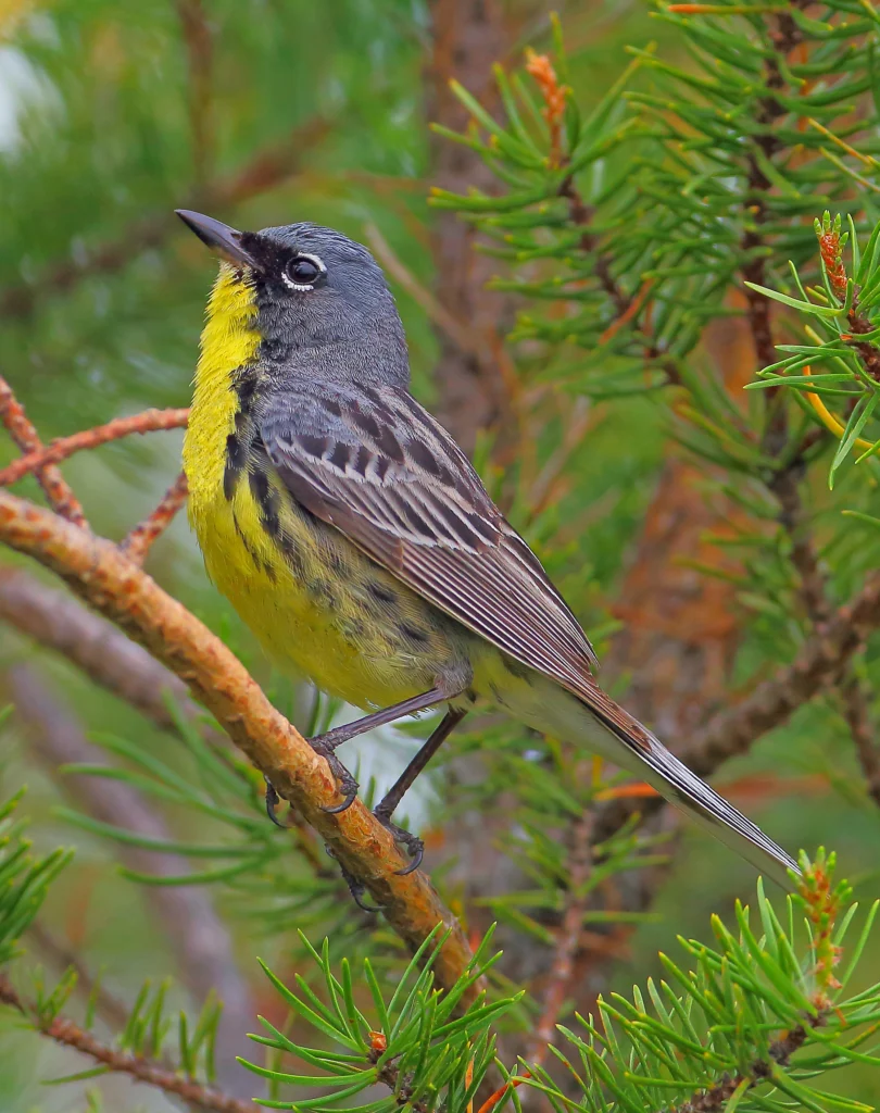 Male Kirtland's Warbler, a species that breeds in Michigan