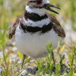 Killdeer. Photo by Larry Master, masterimages.org