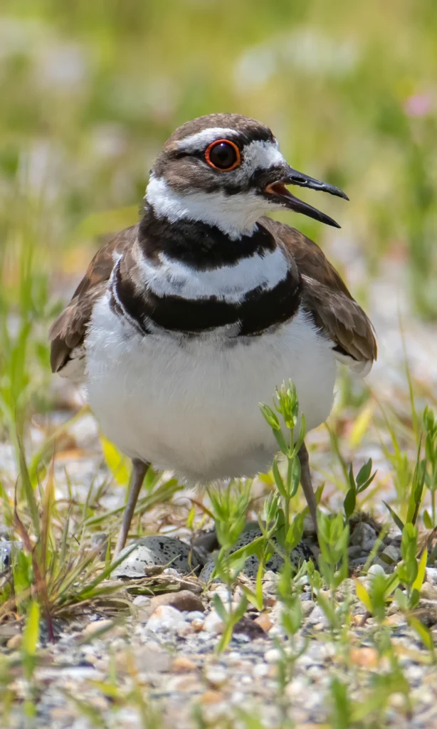 Killdeer. Photo by Larry Master, masterimages.org