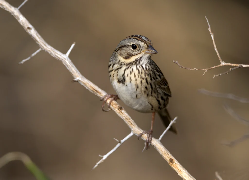 A Lincoln's Sparrow, a bird sometimes spotted in Michigan, perches on a branch.