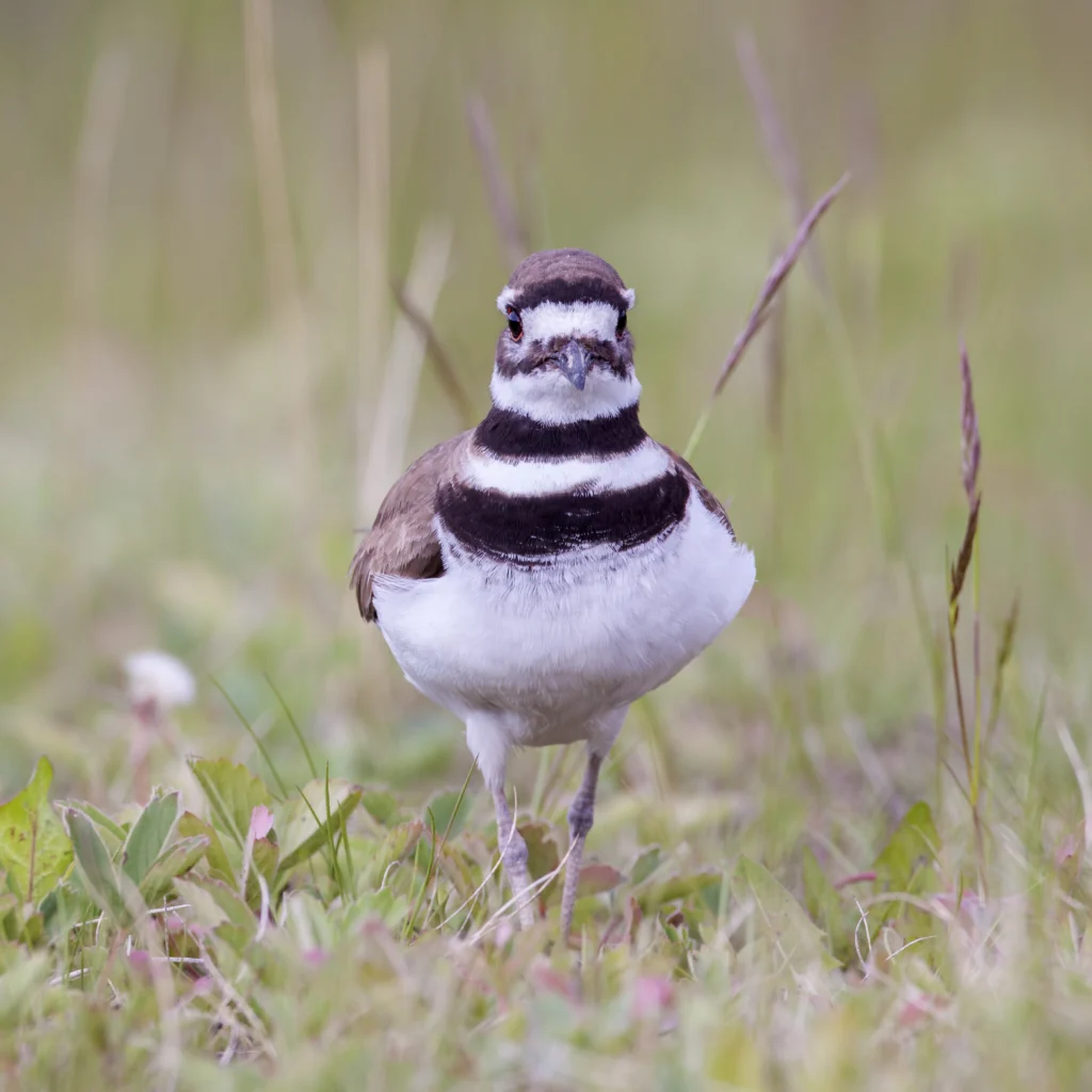 Killdeer. Photo by Larry Master, masterimages.org