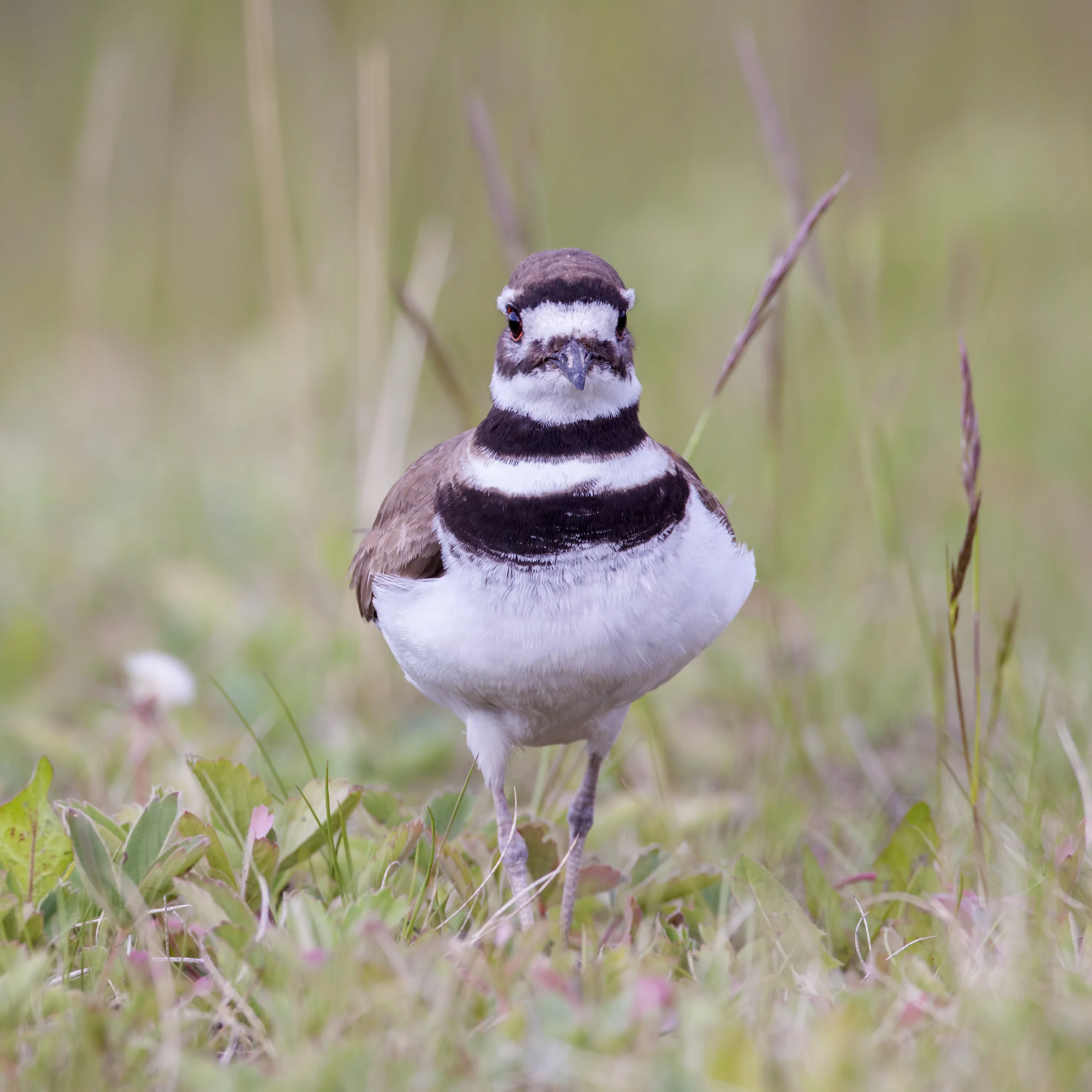 Killdeer. Photo by Larry Master, masterimages.org