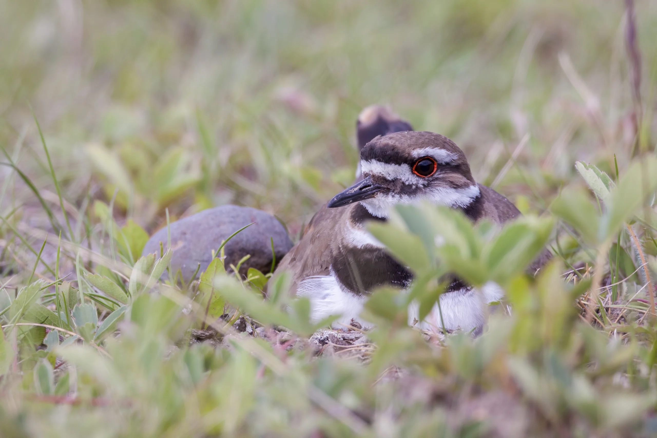 Killdeer. Photo by Larry Master, masterimages.org