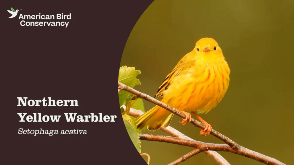Northern Yellow Warbler YT Thumb
