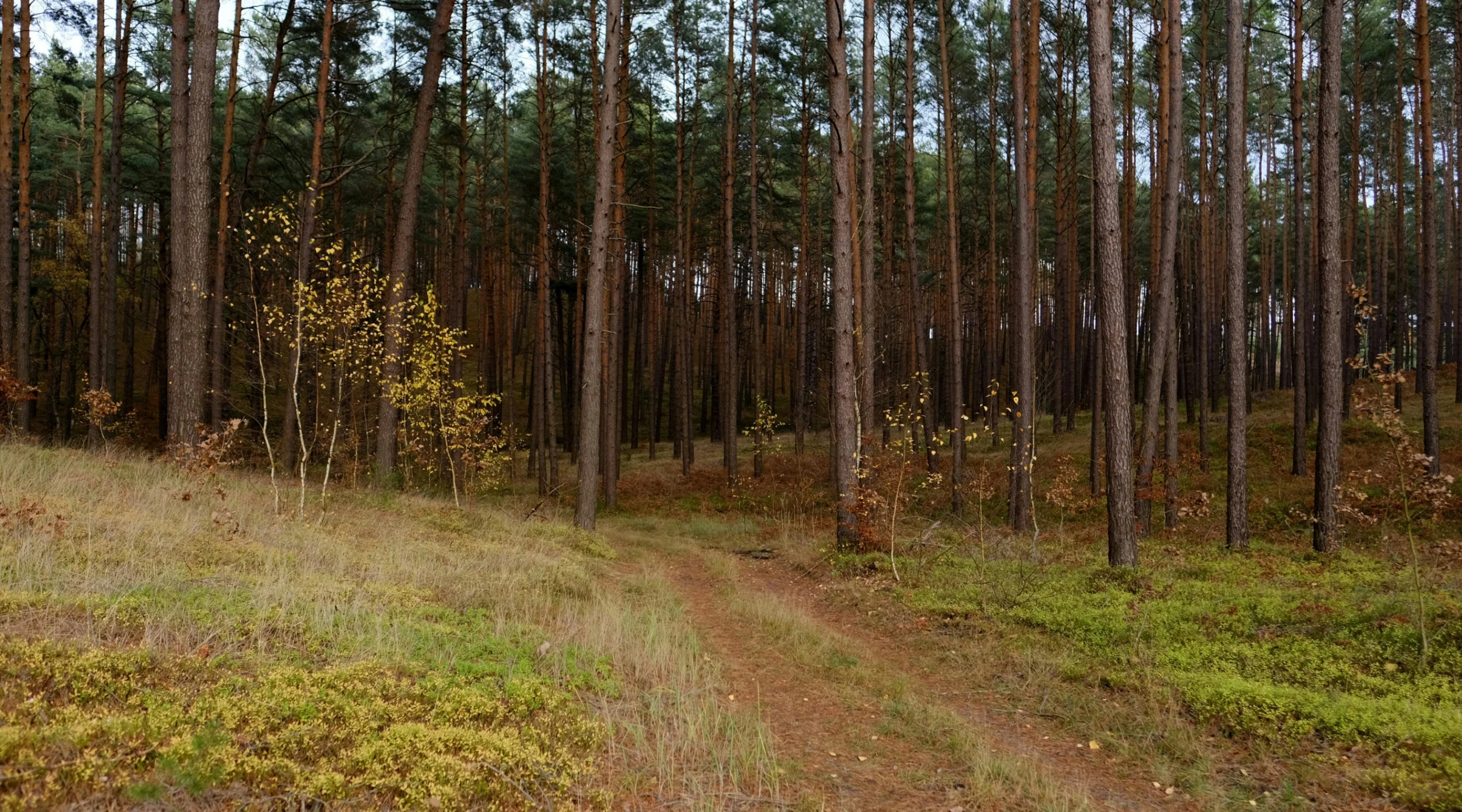 Open Woodland by Roman Biernacki, Pexels